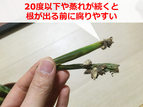 根が出る前に腐ったサンスベリアの葉挿し