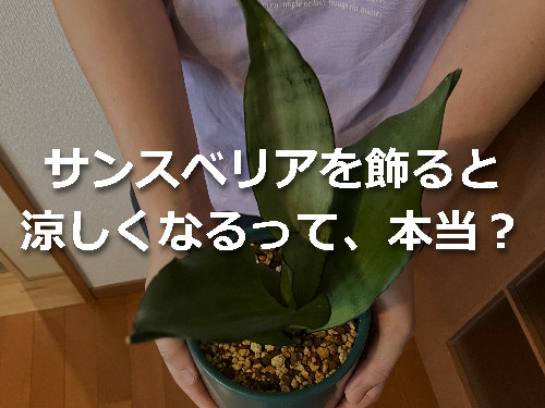 手で持ち上げたサンスベリアの鉢植え