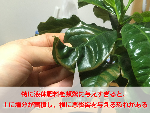 肥料焼けを起こした観葉植物