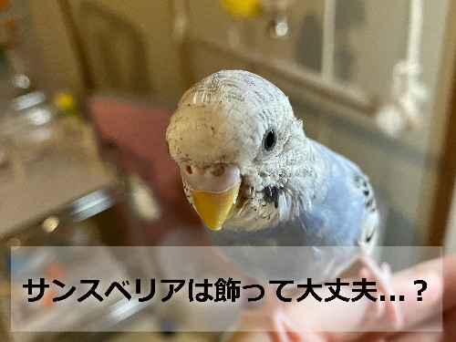 セキセイインコのぱお