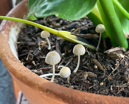 観葉植物の土に生えた白いきのこ