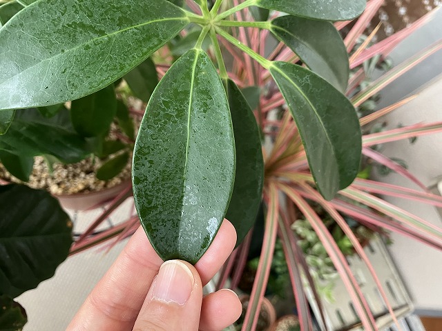 カイガラムシによってベタベタに汚れた観葉植物