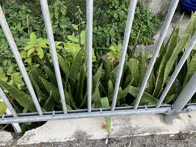 沖縄の道端で見かけた地植えのサンスベリア