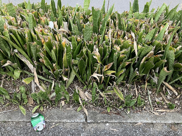 沖縄の道端で見かけた地植えのサンスベリア