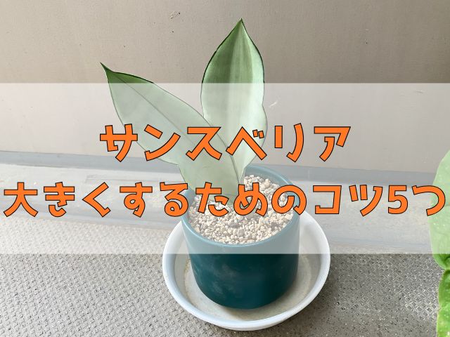 サンスベリア・シルバーキング