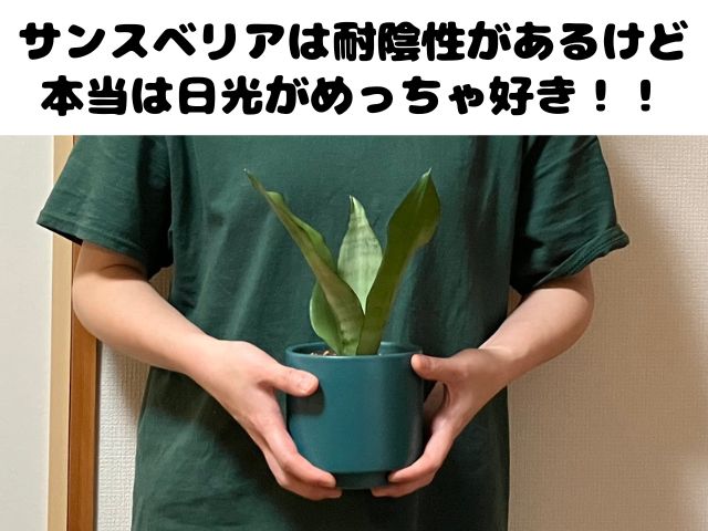サンスベリアの性格